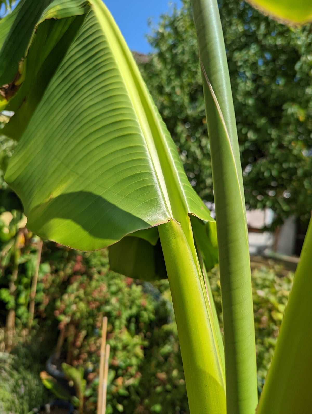 Musa 'Dajiao' / Bananensorten | Tropicalgarden.sul
