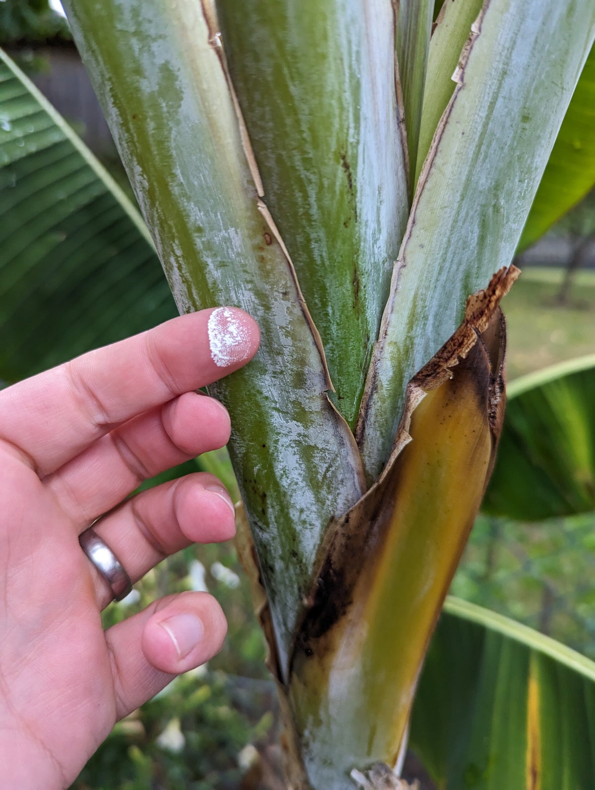 sansevieria cylindrica straight Sansevieria Cylindrica | Cylindrical Snake Plant | African Spear main image 0
