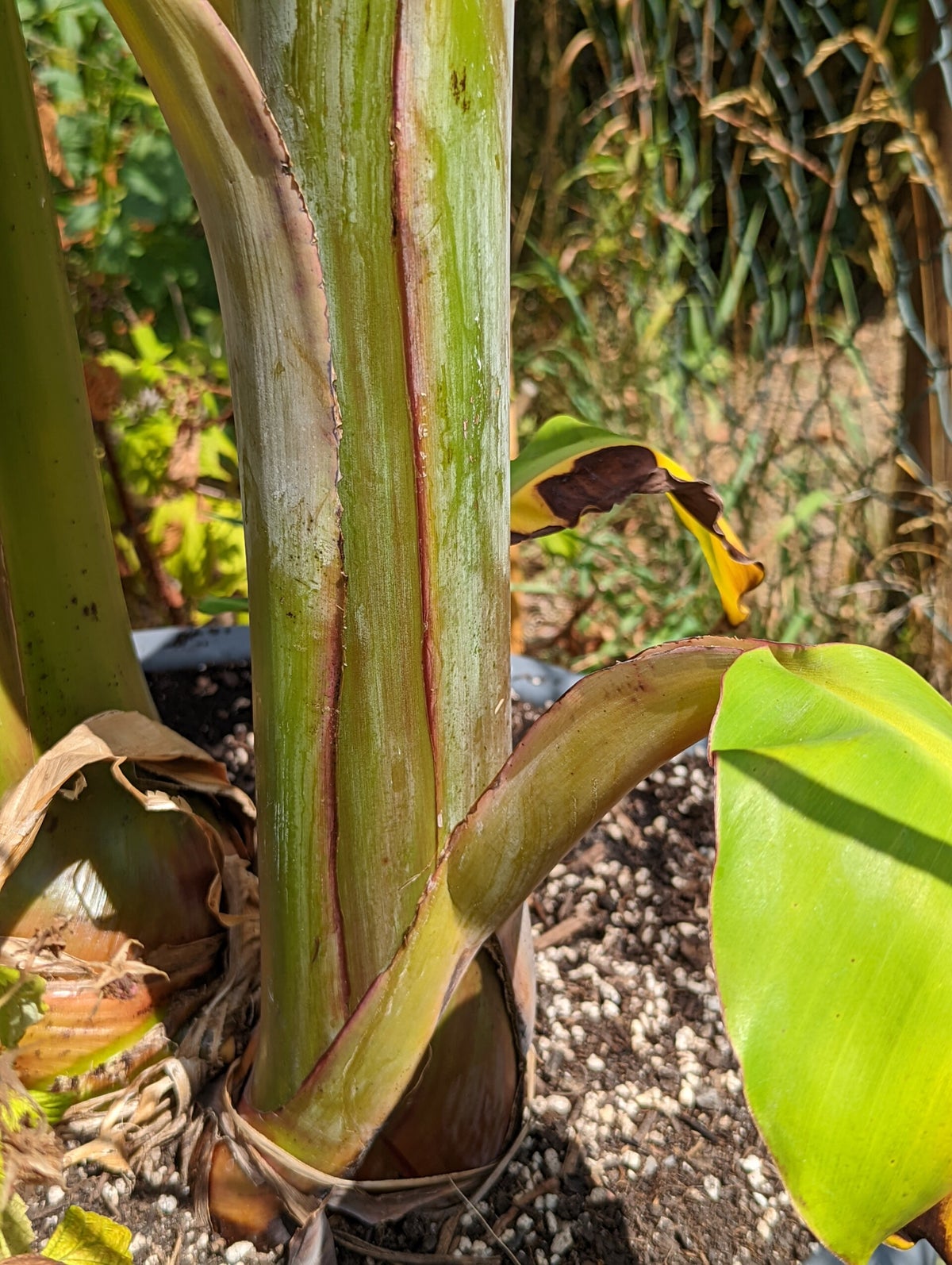 Musa 'Dajiao' / Bananensorten | Tropicalgarden.sul