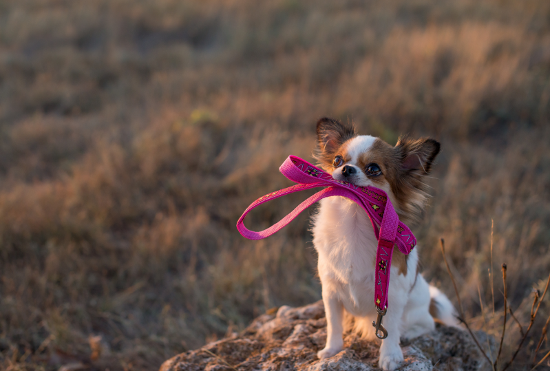 dentifrices bio_pour chiens_chiots