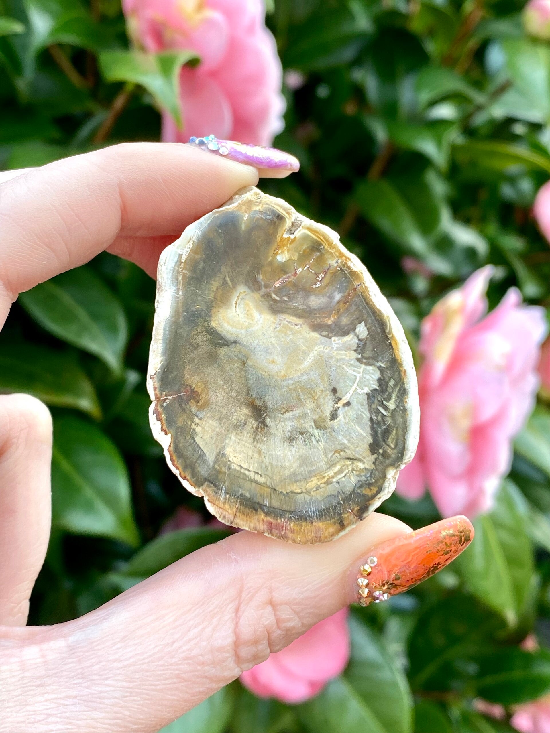 Versteend hout stukje 1