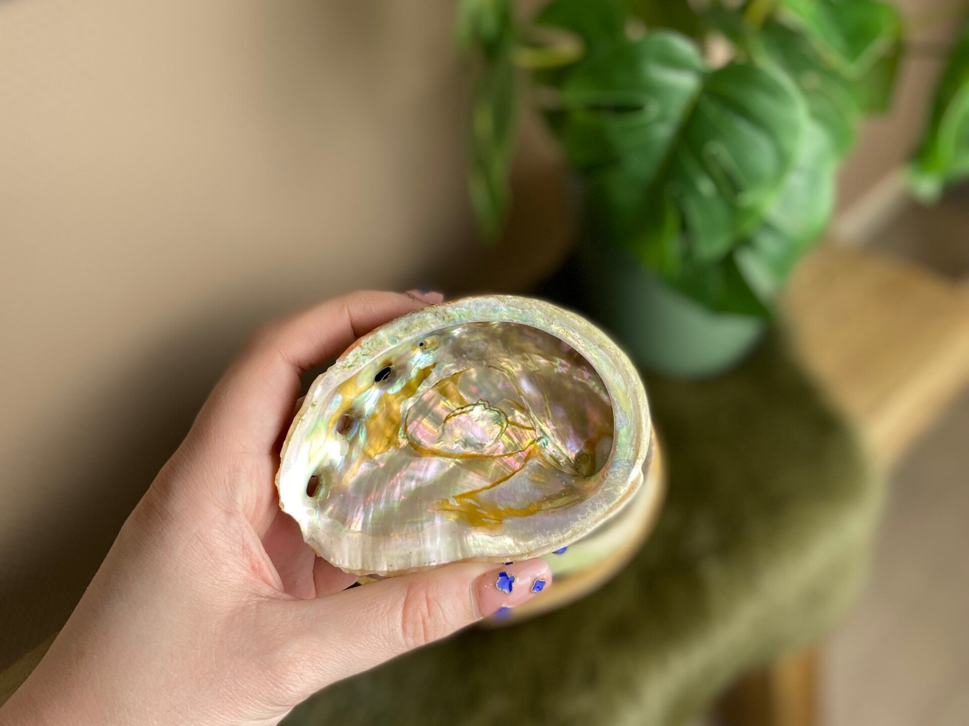 Abalone schelp 9–10cm L