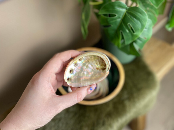 Abalone schelp 7-9cm M