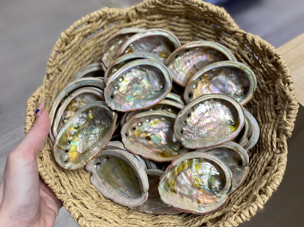 Abalone schelp b kwaliteit