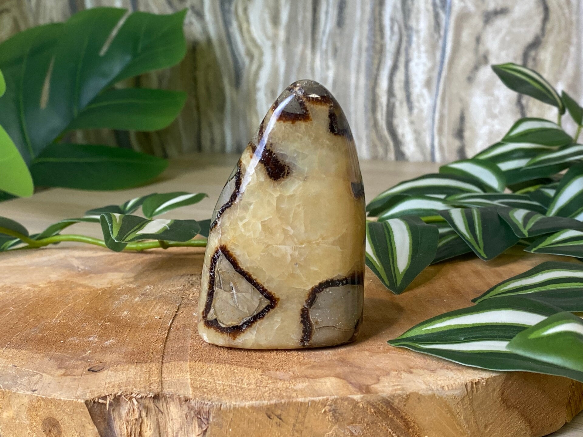 Septarie Freeform 0132