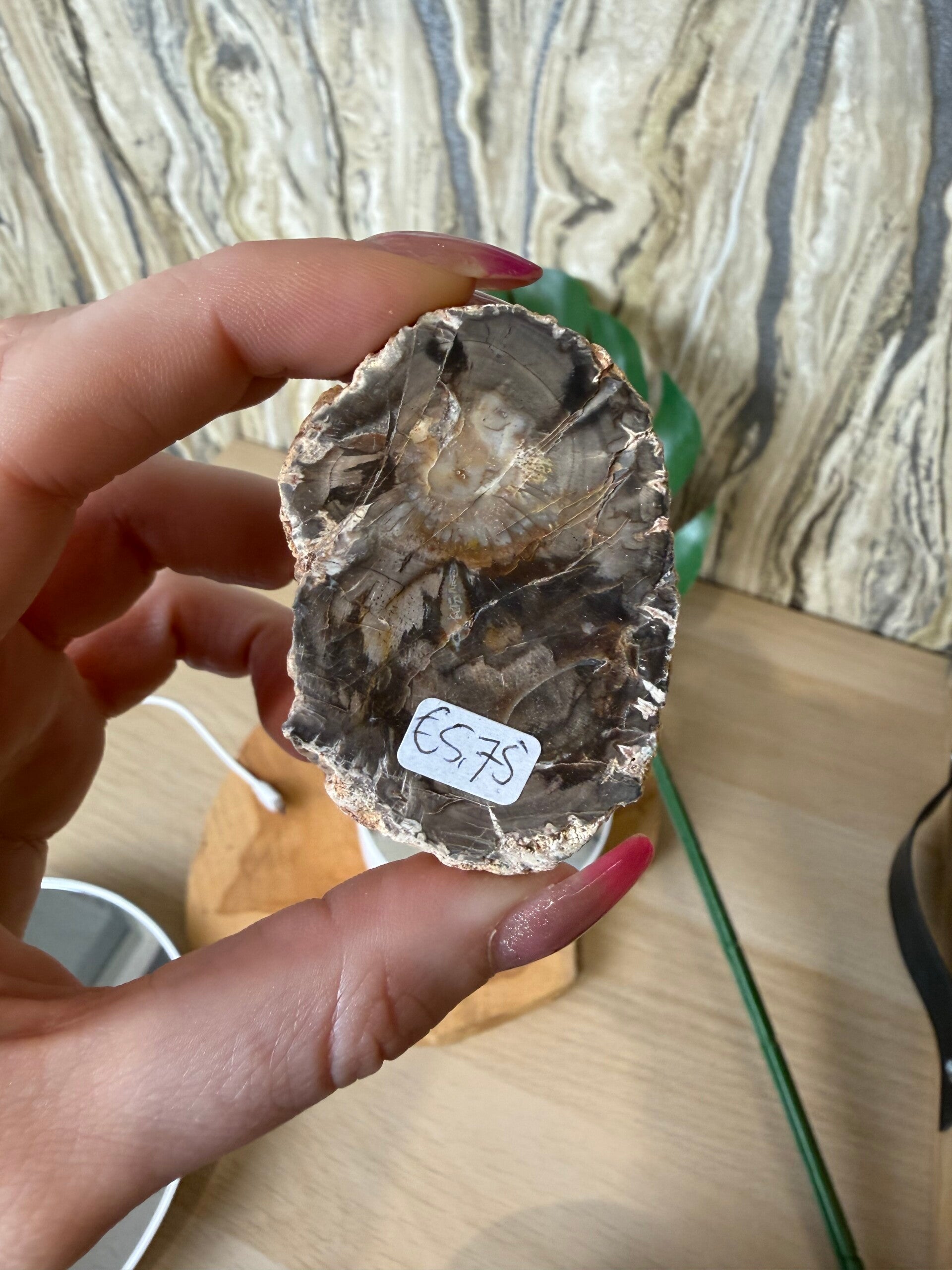 Versteend hout #0806