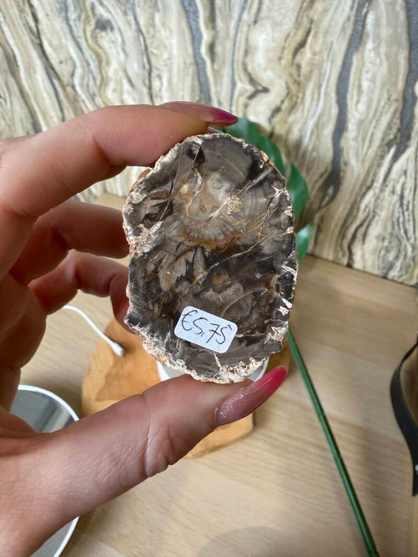 Versteend hout #0806