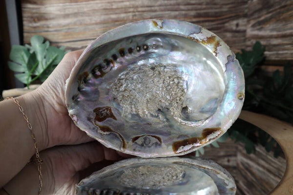 Grote abalone schelp #0795