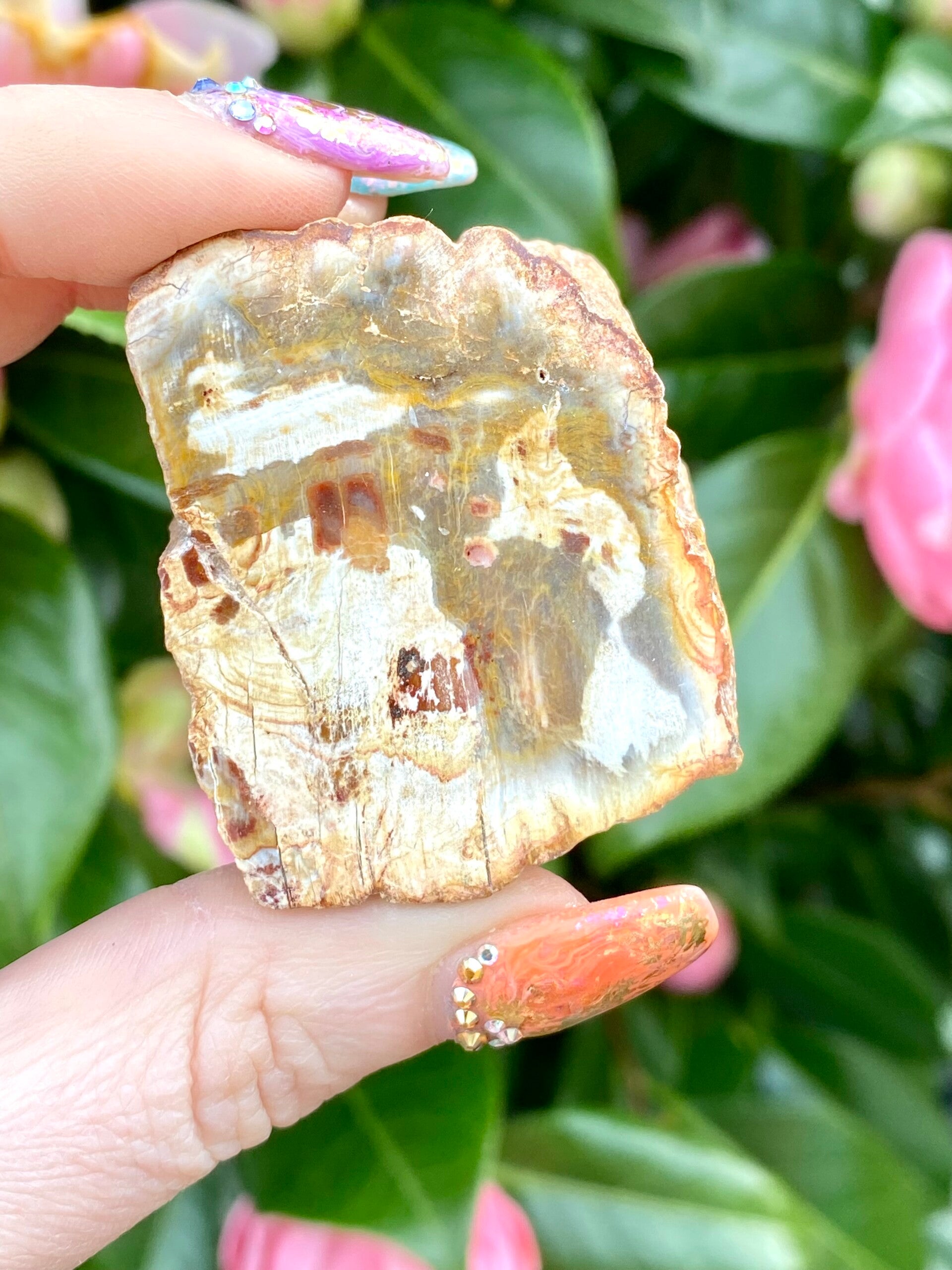 Versteend hout stukje 16