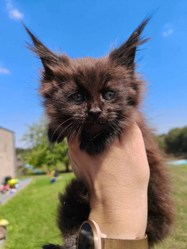 Angel Of Oohlalacon'S