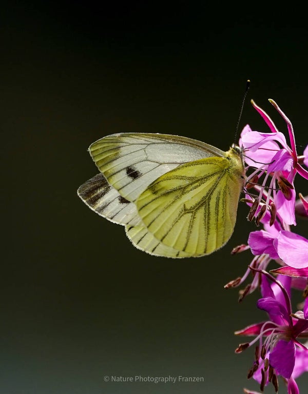 Bilder der Natur