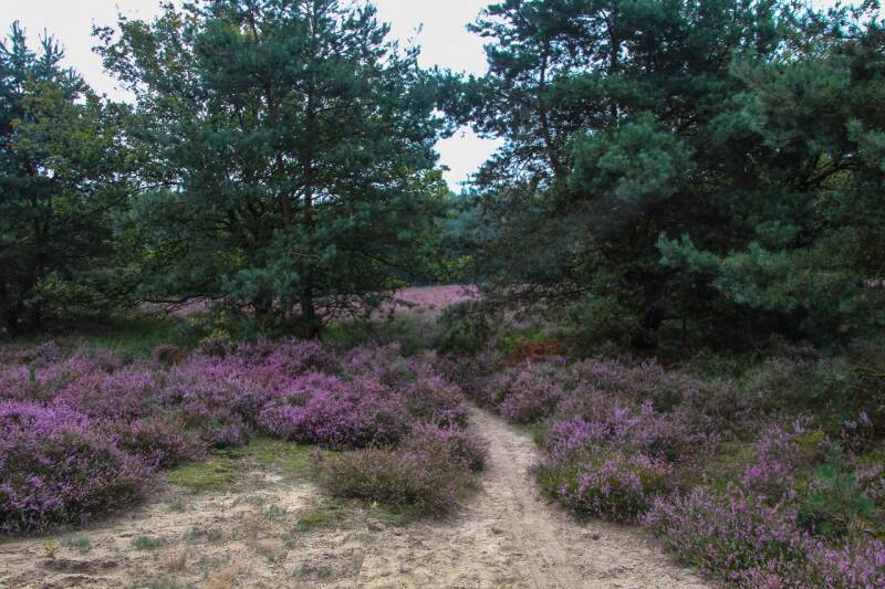 broekhuizerheide omgeving