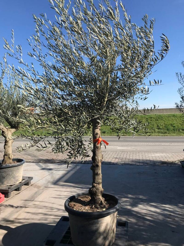 Olea europaea 'Cuquillo Alto'