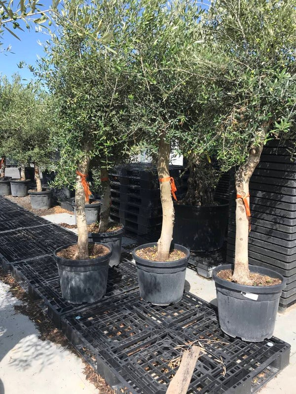 Olijfboom 'Joven' stamomtrek 25 à 30 cm