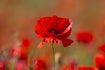 poppiesyarnshop