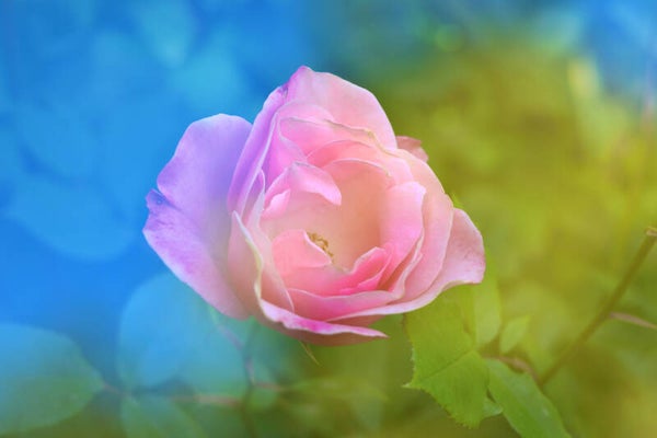 Ethereal Bloom