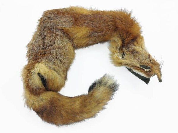 BRACCO Fuchsdummy