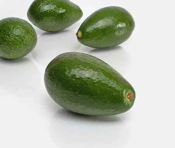 Bio-Avocados "Fuerte" aus Griechenland