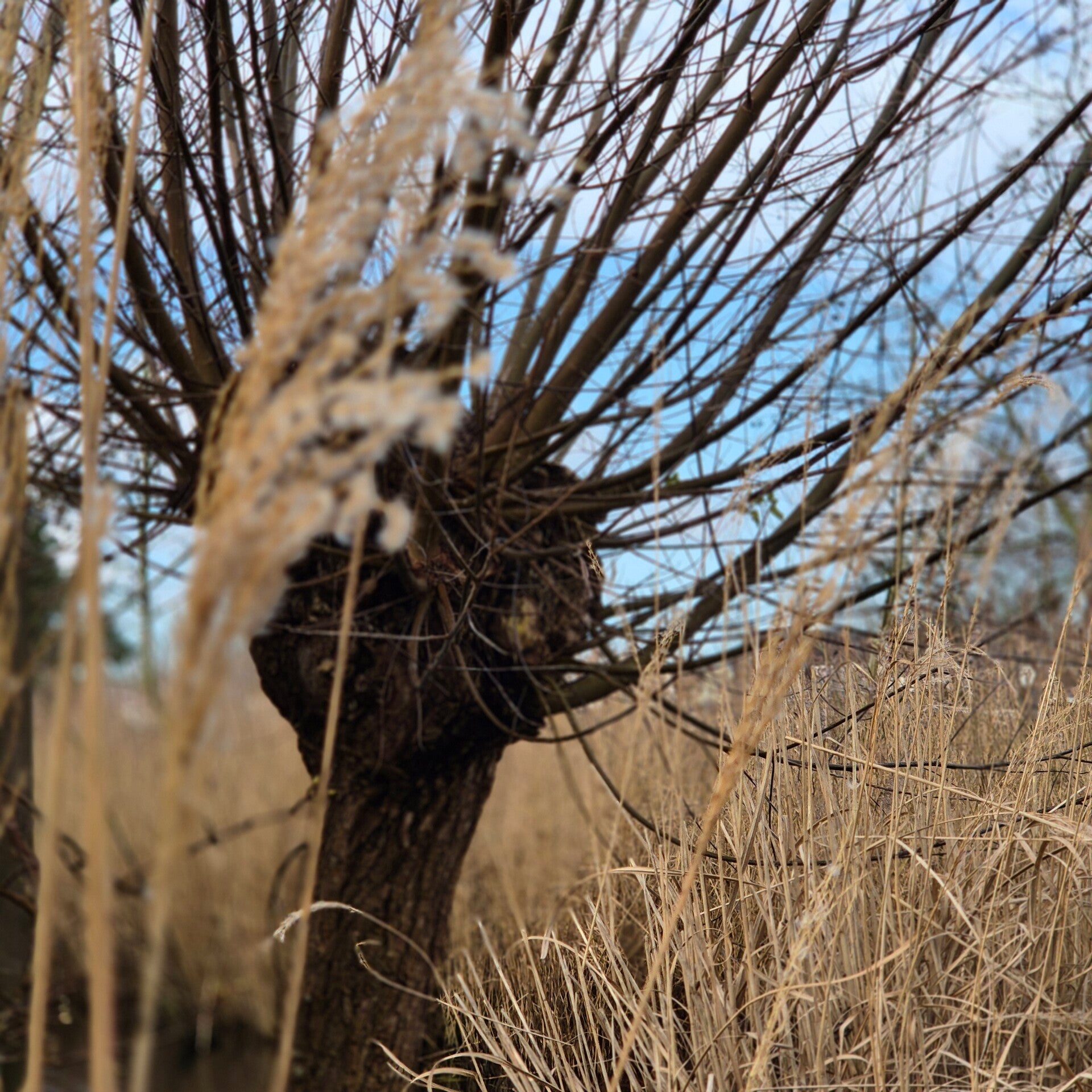 Winterzonnewende ⁓ Aarde