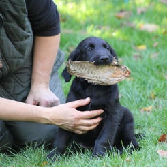 puppymetvleugeltje.jpeg