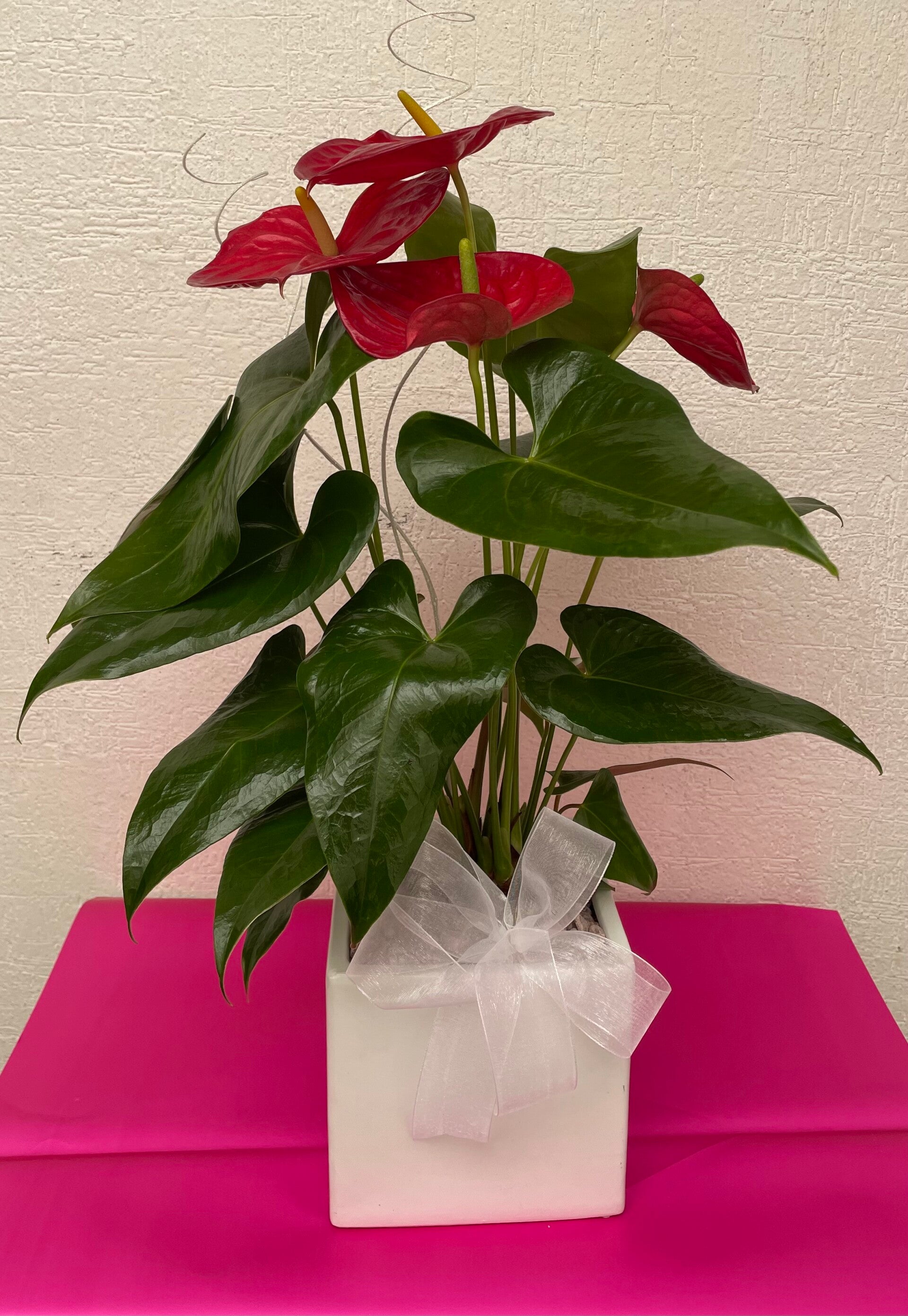 Anthurium