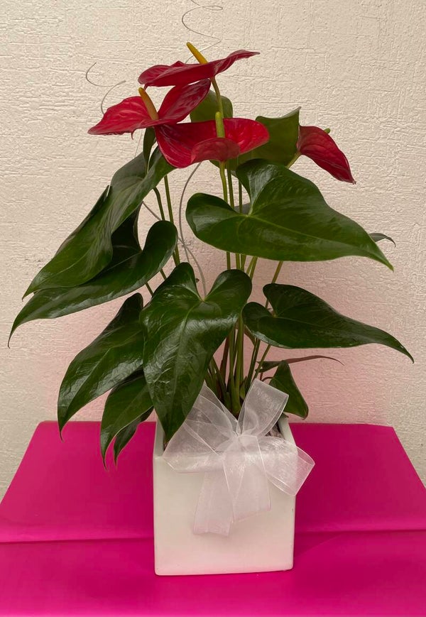 Anthurium