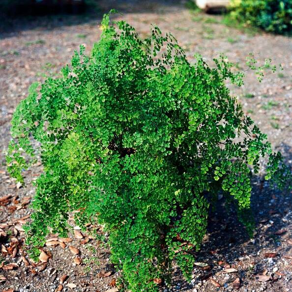 Shampoing Cheveux gras 2en1 démêlant - Béroïa -