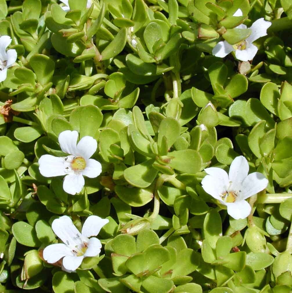 Brahmi en poudre soin capillaire