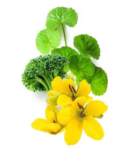 Huile Capillaire Ayurvédique COLOR CARE - Khadi -