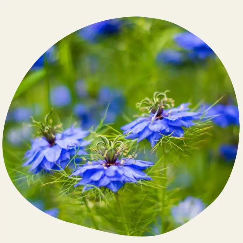 Huile de Nigelle Bio