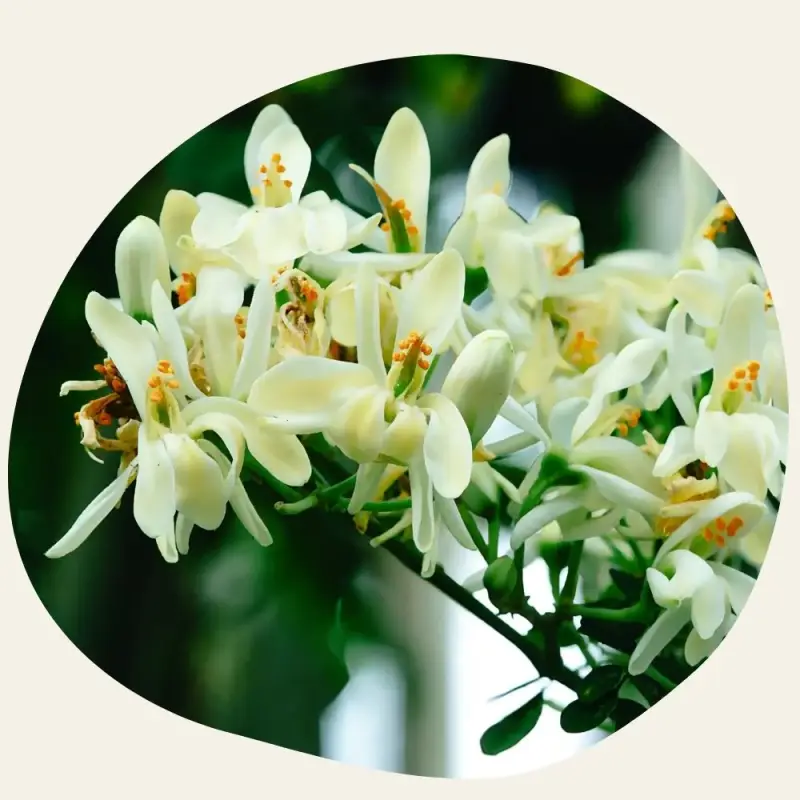 Huile Bio Moringa Oléifera