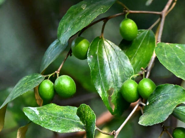 Sidr Du Yémen (Poudre)