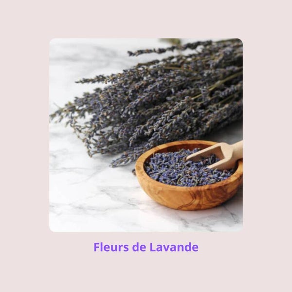 Fleurs de Lavande 🪻