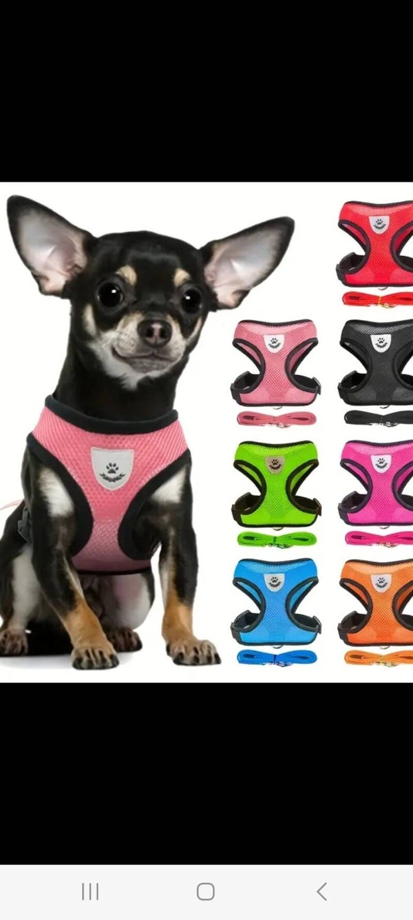 KLEIN HARNAS ROO L KLEIN HONDEN