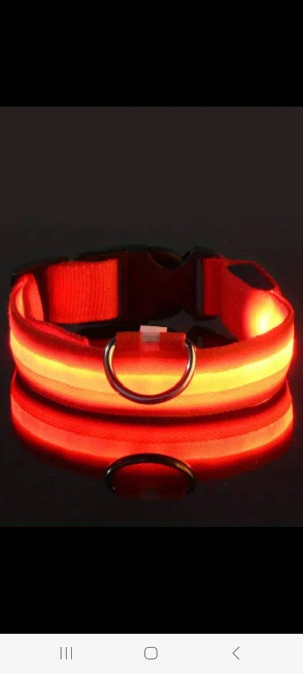 GLOW IN THE DARK DOG COLLAR RED