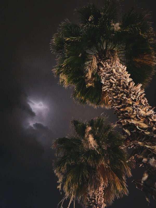 Stormlit Palms