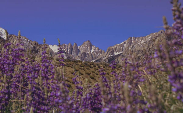Wild Lupins Mount Whitney