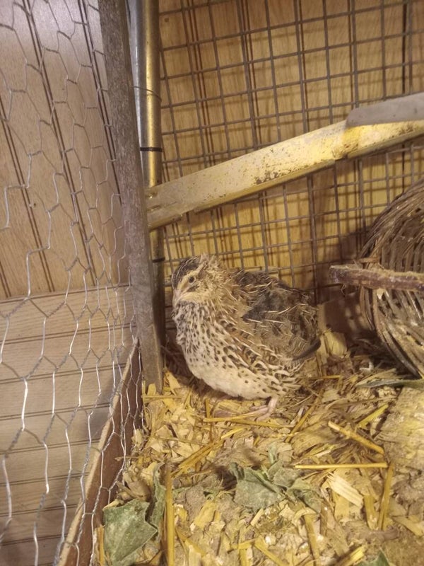 12 Jumbo Brown Coturnix hatching eggs