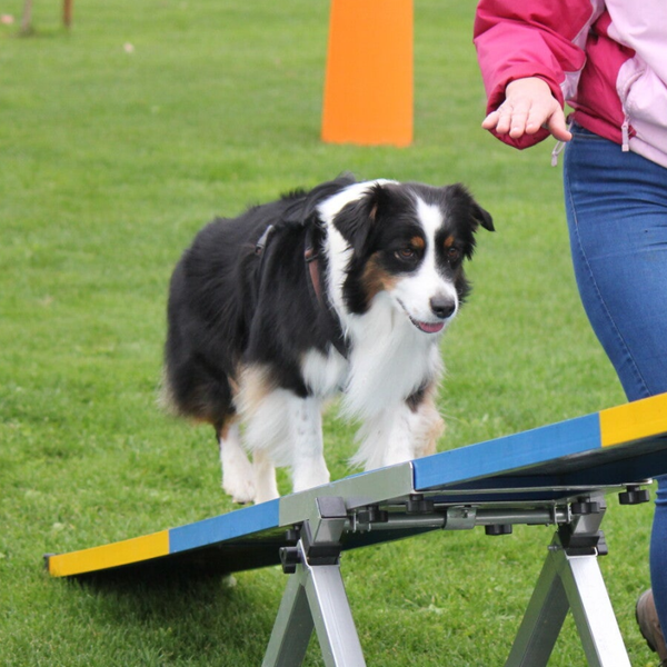 Fun Agility 6 lessen