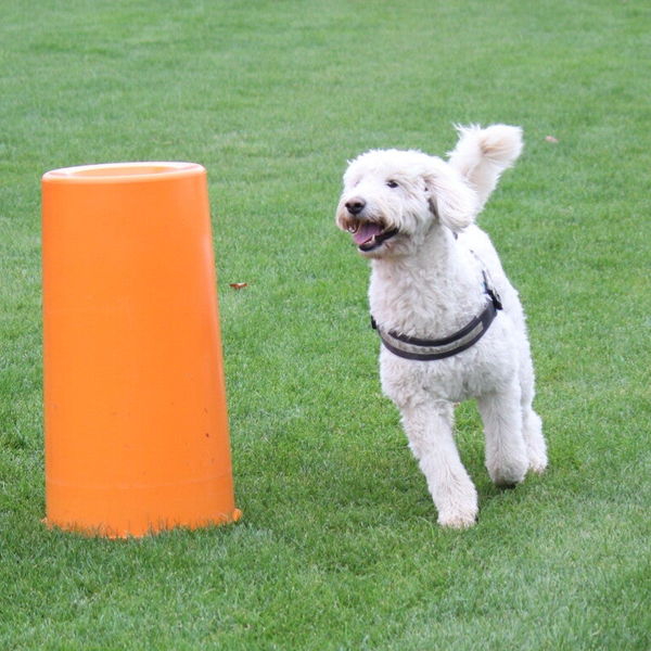 Hoopers 6 lessen groep