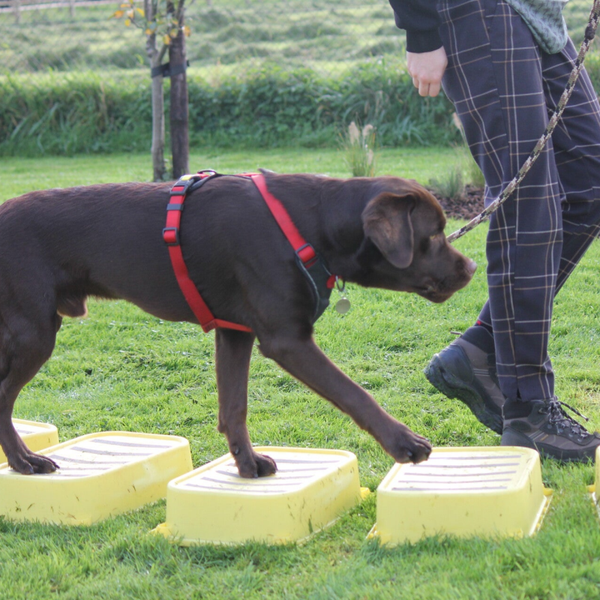 Sport & Spel 6 lessen Prive