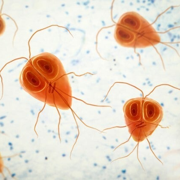Giardia
