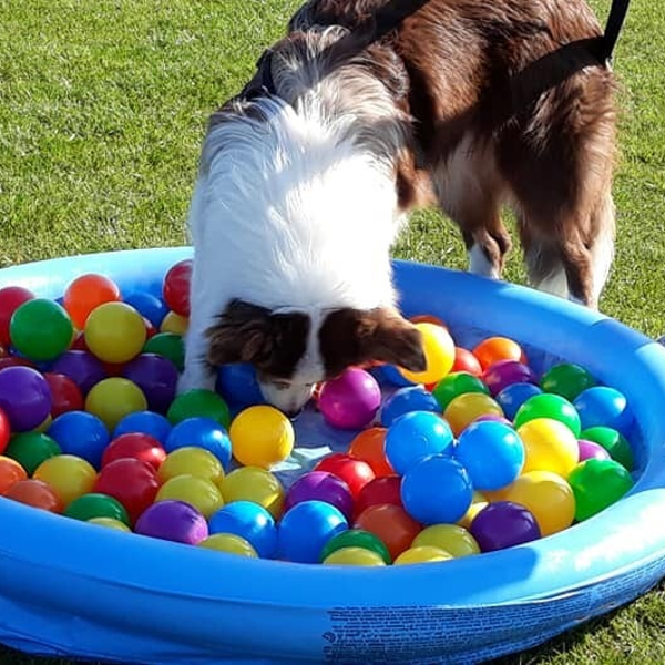 Hersen- Snuffelwerk 3 lessen Prive