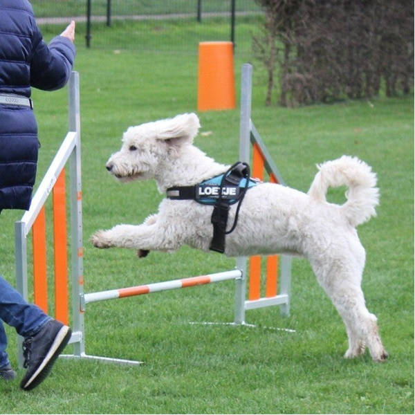 Team sports 6 groepslessen