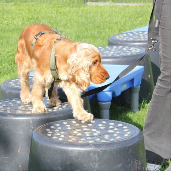 Bandversterkende cursus 6 lessen Prive