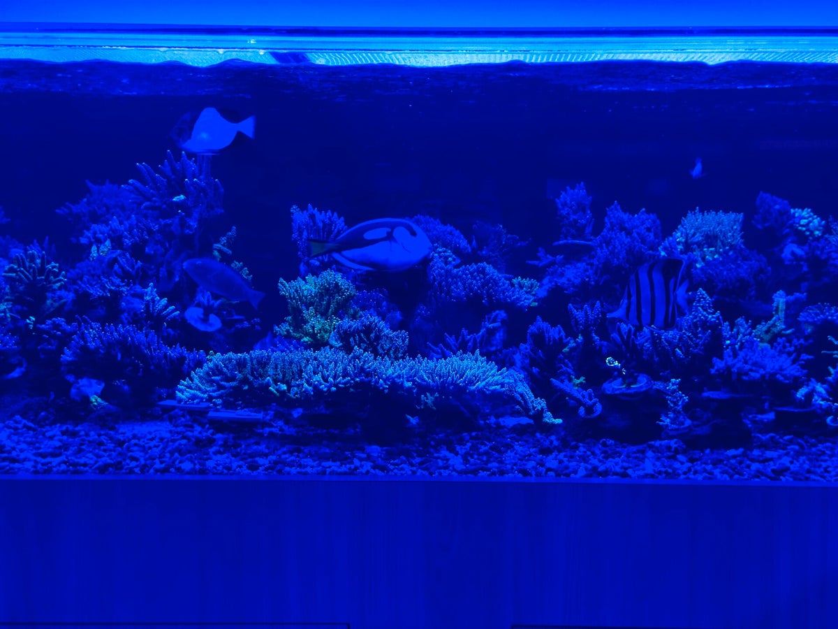 Thompson fish tank services