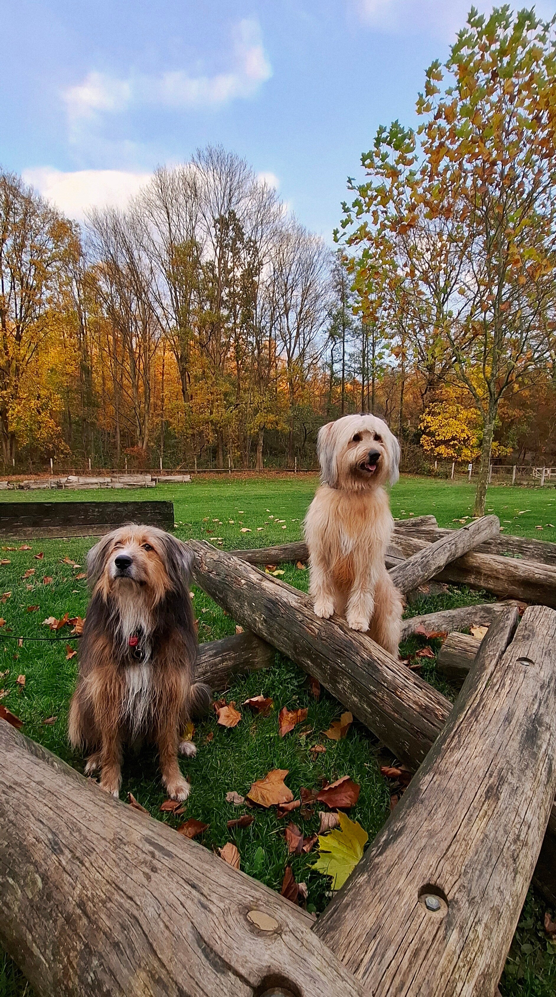 🚶🏽‍♀️🚶🏽‍♂️..Spaziergang mit Titus ...