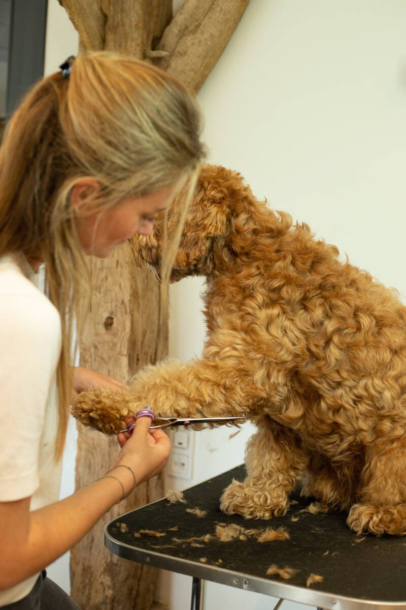 Online cursus labradoodle knippen