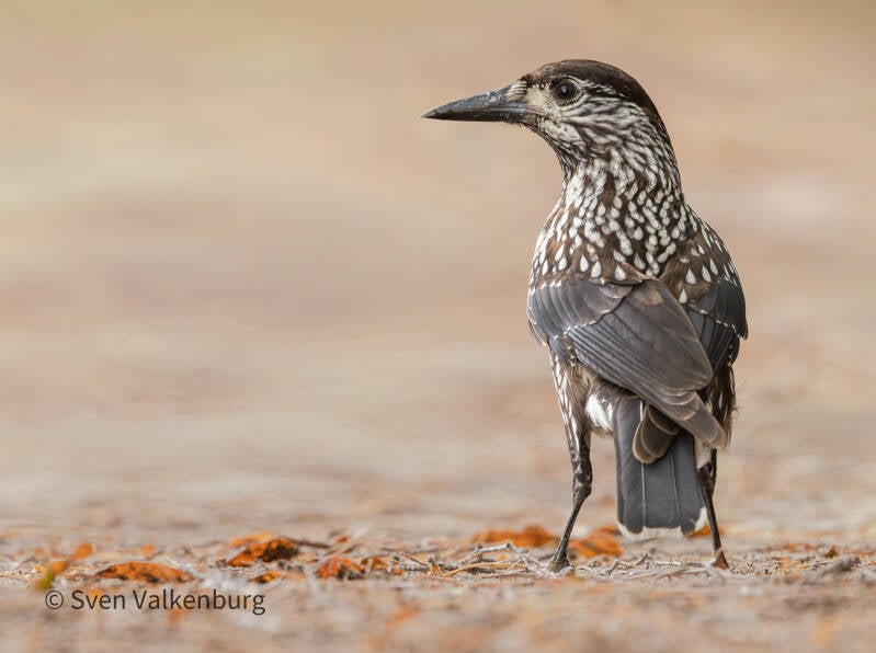  Northern Nutcracker - Nucifraga caryocatactes (Notenkraker). Veluwezoom, oktober '26. 
