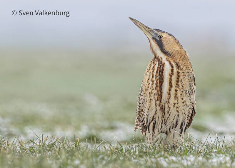 Eurasian Bittern - Botaurus stellaris (Roerdomp), Eempolder. Januari '26. 